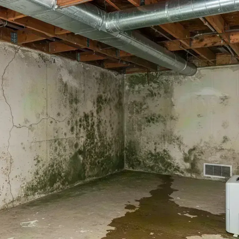 Professional Mold Removal in Avra Valley, AZ